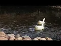 Download Lagu sound effect duck - sound efek bebek
