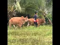Download Lagu Three Bulls One Heifer in Heat 🔥 |  Final round of the cattle breeding ritual | Good Vibes Thailand