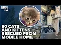 80 cats and kittens rescued from overcrowded trailer in Pierce County