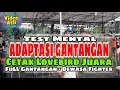 Download Lagu Simulasi GANTANGAN LOVEBIRD untuk Melatih Mental Lovebird, Video Lomba Burung Lovebird FIGHTER