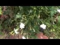 Jasmine grandiflorum (Chameli) Poet's Jasmine, Spanish Jasmine, French Jasmine