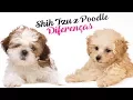 Shih Tzu vs Poodle Personality Differences