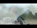 Birds Singing - Morning Bird Sound, Forest Birdsong Nature Sounds, Birds Singing
