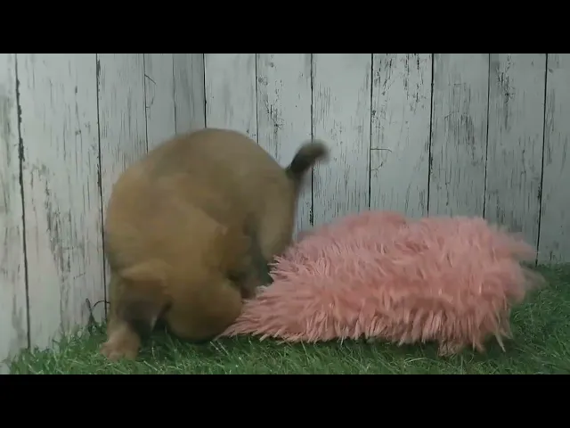 動画