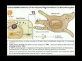 How do Melanocytes Make Melanin Melanogenesis Mechanism