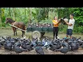 Download Lagu Buy A Lot Of Geese From The Farmer -- Use Horse Drawn Cart Transport Many Geese Goes To Sell
