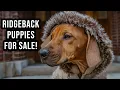Rhodesian Ridgeback Puppies for Sale