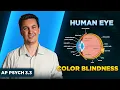 The Human Eye Color Blindness AP Psychology Unit 3 Topic 3