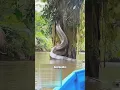 Download Lagu 50 Meter Ketinggian, Rumah Suku Korowai diatas Pohon. #sukuindonesia  #shortsviral