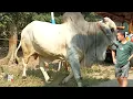 Download Lagu KUSUMO Sapi Po Monster Tersembunyi Sapi Baru Mas Hermawan Setia Farm !!