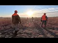 Guided Pheasant Hunting in Kansas Scattered Acres Outfitting