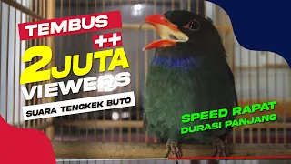 Download SUARA BURUNG Tengkek Buto Ngekek Speed Rapat Durasi Panjang Mp3 MP3