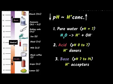 Properties of acidbases pH importance Acids, bases, salts Chemistry class 10 Khan Academy - Science video for Grade 10