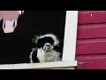 Funny Llama With a Giant Buck Tooth Smile