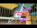 Download Lagu Perkutut lokal alam suara dobel ketek, suara tengah dobel [burung bapak]