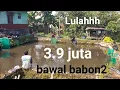 Download Lagu Lulah ‼️ bawal babon2 semua ‼️mantap