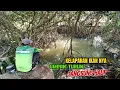 Download Lagu Ikan Disini sangat rakus makan nya,apa tidak pernah ada yang mancing di sungai ini