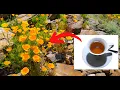 Sleep Problems Insomnia Cure Them All With This California Poppy Sleep Tea