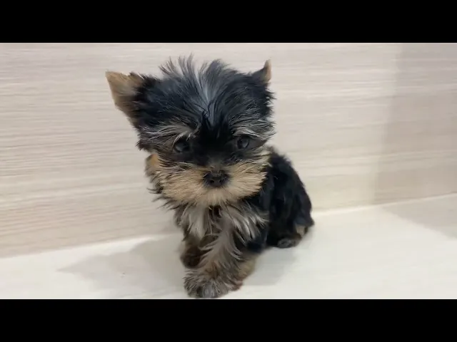 動画