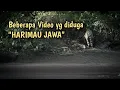 Download Lagu Kumpulan Video yg diduga Harimau Jawa