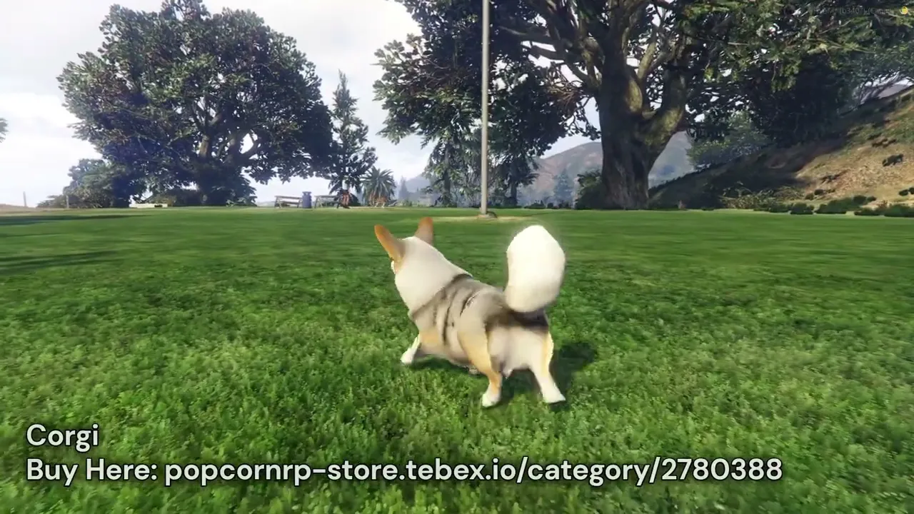 Corgi