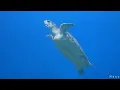 3 Hours of Beautiful Piano, Harp, Cello, Flute & Violin Music