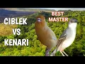 Download Lagu Masteran Ciblek kristal Ngebren panjang Vs Kenari Gacor Ngeroll Panjang