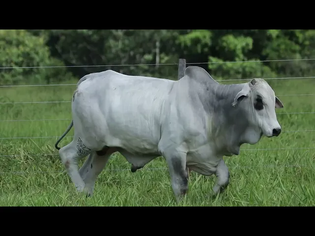 Touro Nelore ROZZ - 2418