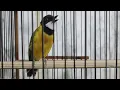 Download Lagu KICAUAN SORE HARI GOLDEN WHISTLER/BURUNG BIMOLI