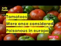 Download Lagu De giftige tomaat? 😱 Waarom Europeanen 200 jaar lang bang waren voor tomaten!