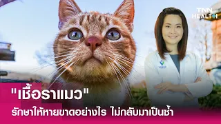 การรักษาเชื้อราแมวใช้เวลานานแค่ไหน และมีวิธีดูแลรอยดำหลังหายไหม