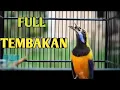 Download Lagu FULL TEMBAKAN CUCAK CUNGKOK ISIAN KUNTI
