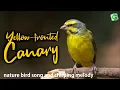 Lagu Yellow Fronted Canary Or Green Singing Finch Song - Serinus mozambicus for Therapy \u0026 Relaxing