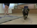 Could the illness killing dogs in northern Michigan come to Ohio