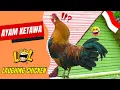 Lagu Ayam Ketawa chicken | The Indonesian Laughing Chicken