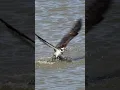 Download Lagu Male osprey dives \u0026 catches a large fish 🐟Copyrighted 🎥 on Canon R1+ RF 100-500 #wildlife