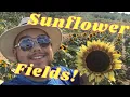 Sunflower Field of Westview Orchard Washington Michigan