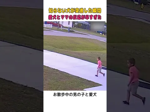 【奇跡の瞬間】突進する黒い犬から小さな男の子を命がけで守った愛犬とママの絆😭  #感動 #犬のいる暮らし #動物の絆