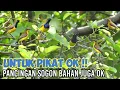 Download Lagu Suara Pikat Sogon Dan Pancingan Sogon Bahan Agar Cepet Bunyi