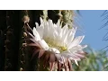 BOYCE THOMPSON ARBORETUM