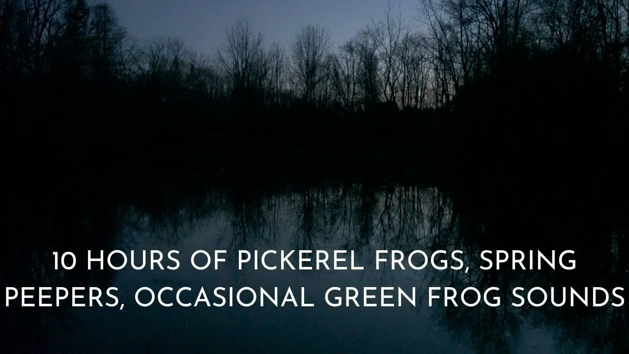 Pickerel frogs, spring peepers, and occasional green frogs singing on warm spring night, frog sounds