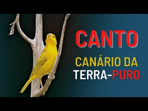 Download MP3 PURE EARTH CANARY SINGING TO WARM UP!