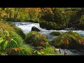Peaceful Riverside Sounds - Flowing Stream & Happy Birdsong for Pure Relaxation