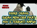 Download Lagu SUARA PIKAT BURUNG KUTILANG GACOR DURASI PANJANG part II