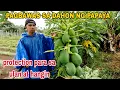 Download Lagu PAGBAWAS ng dahon ng papaya