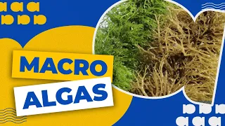 SUSTENTÁVEL e PROMISSORA: conheça o cultivo de MACRO-ALGAS