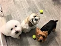 Preppy Pet West Houston Pet Boarding Dog Daycare Dog Grooming Resort