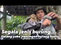 Download Lagu Segala jenis burung datang pake pancingan burung hantu #kicaumania