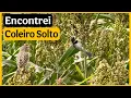 Download Lagu I Found Where the Collared Crested Dogs Are Loose in the Woods! 🐦🇧🇷 (You'll Be Surprised!)