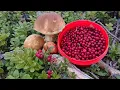 Download Lagu FINLAND : Picking Lingonberries and Wild Mushrooms in Oulu. Foraging. Fungi Porcini. Penny Bun.